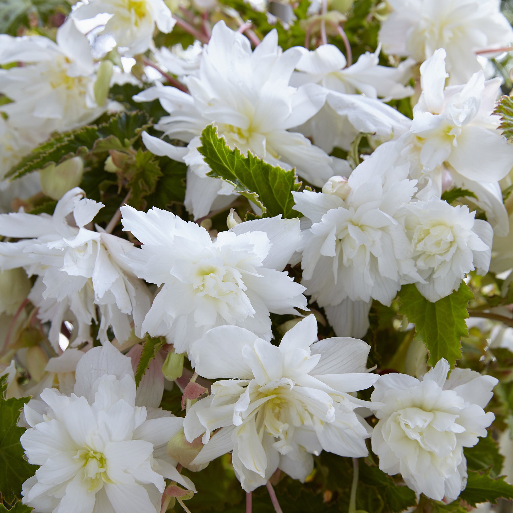 Hangende witte begonia's (x5) - Begonia pendula White - Willemse