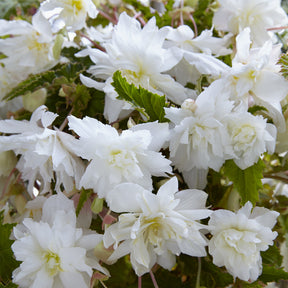 Hangende witte begonia's (x5) - Begonia pendula White - Willemse
