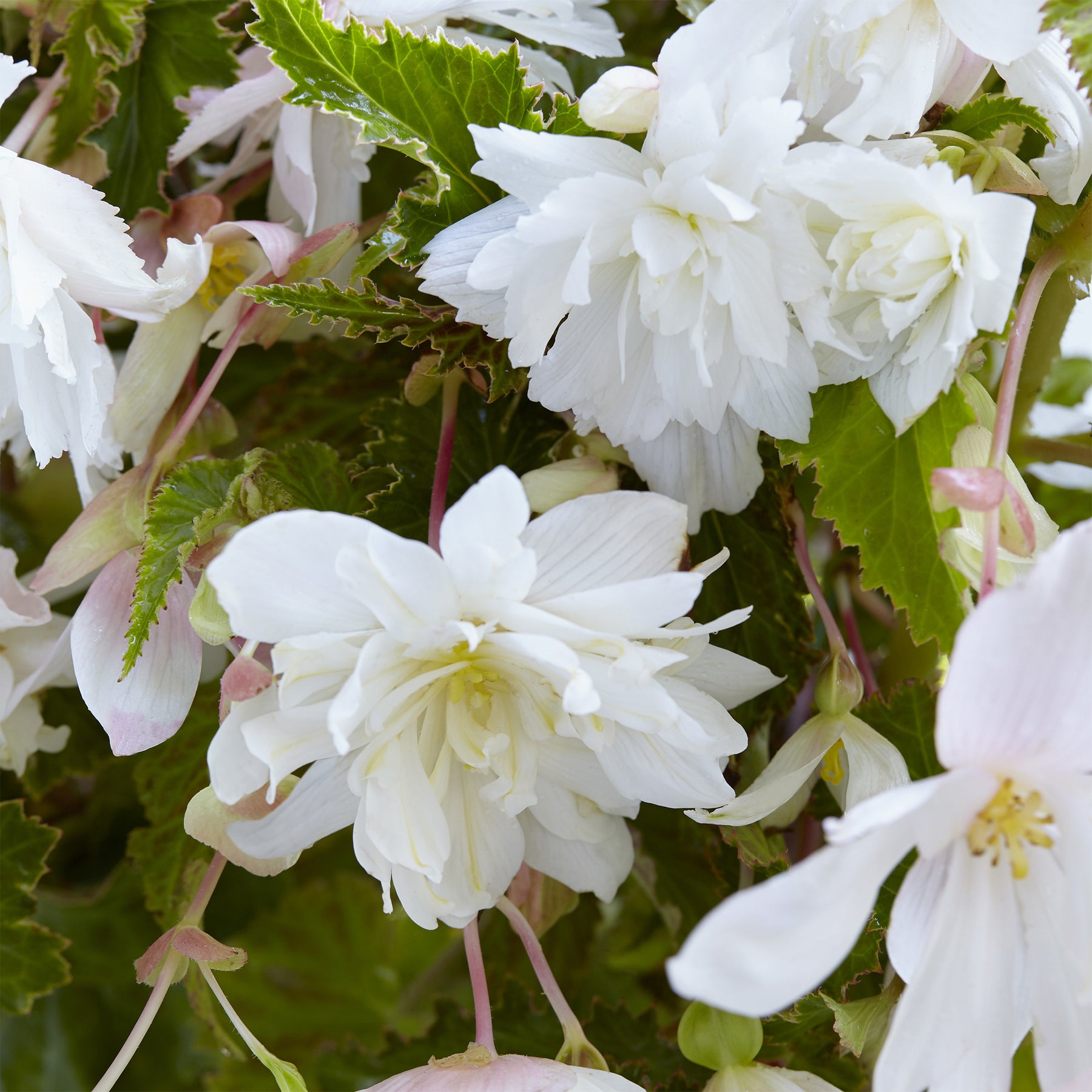 Hangende witte begonia's (x5) - Willemse