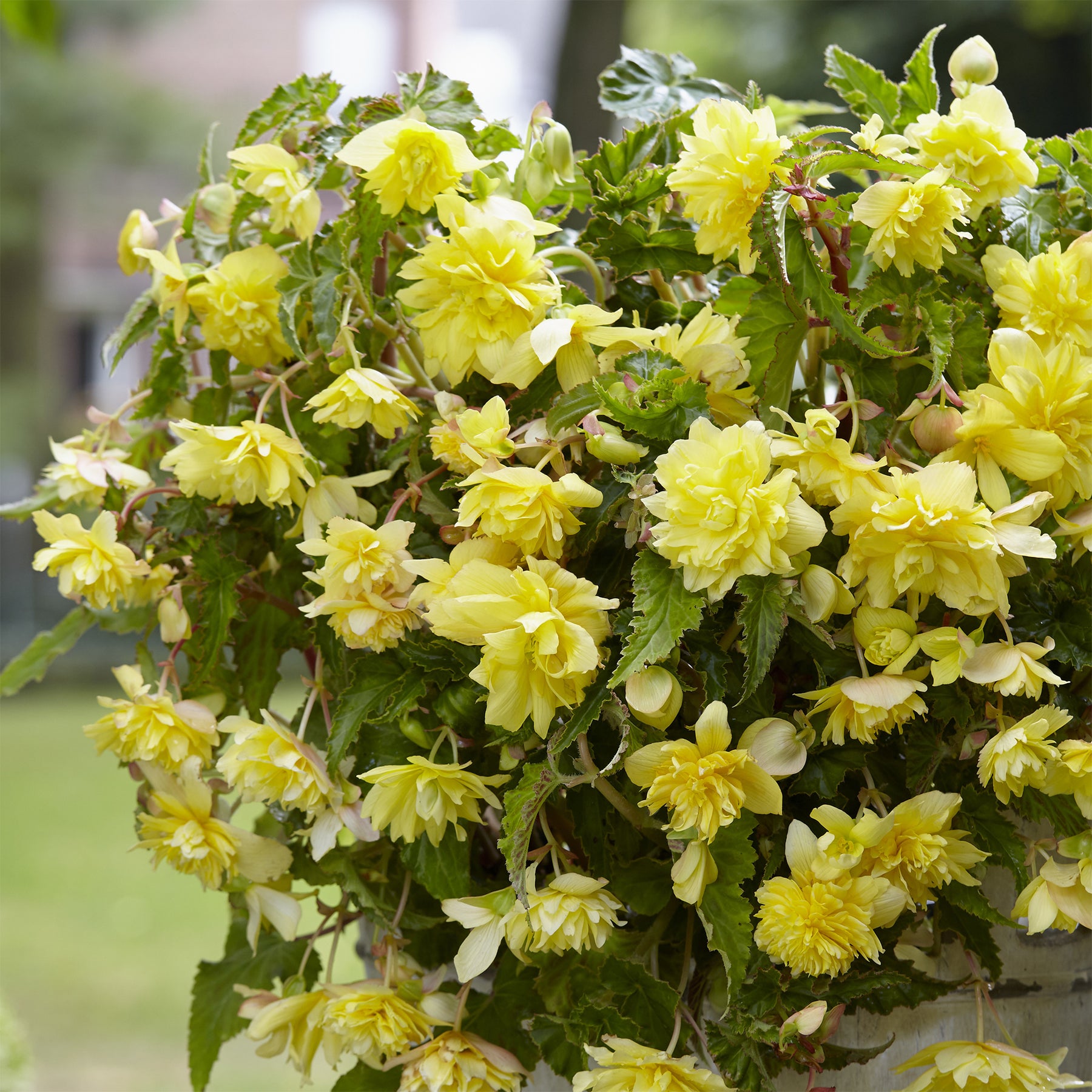 Hangende gele begonia's (x5) - Begonia pendula Yellow - Willemse
