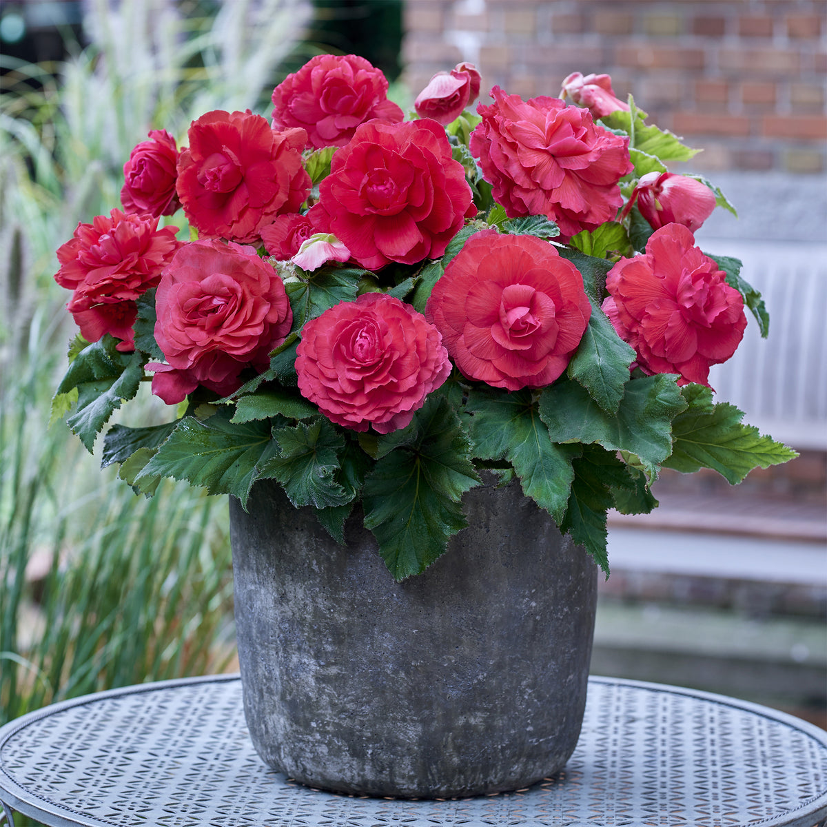 Dubbele roze begonia's (x5) - Begonia superba Pink - Willemse