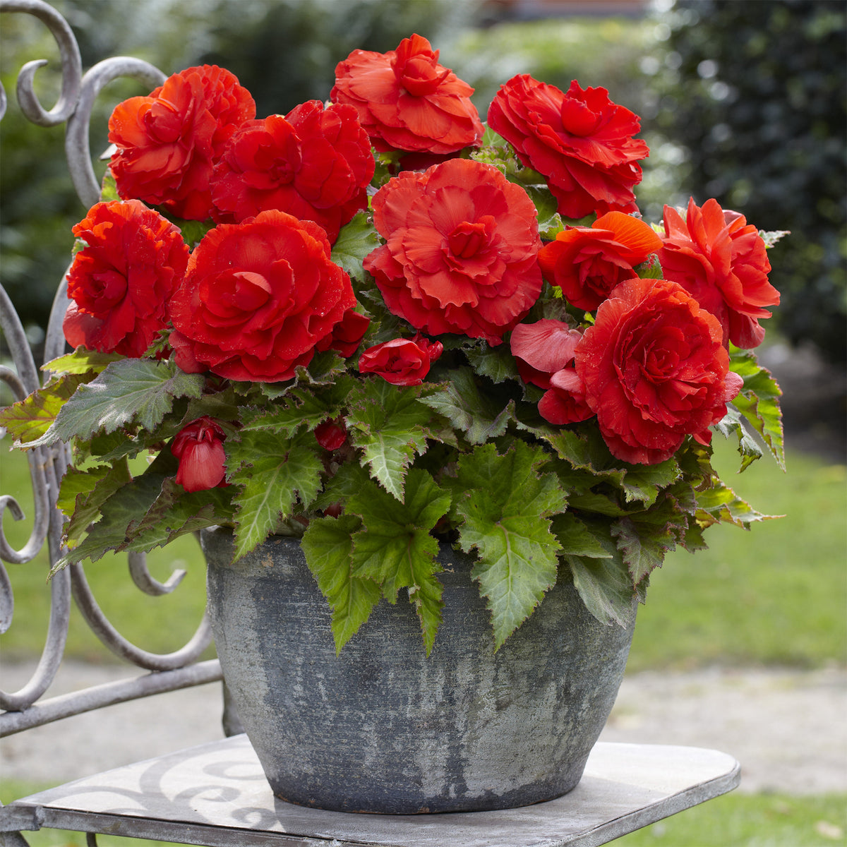 Dubbele rode begonia's (x5) - Begonia superba Red - Willemse