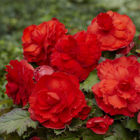 Dubbele rode begonia's (x5) - Willemse