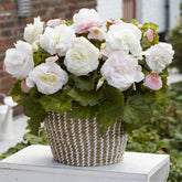 Dubbele witte begonia's (x5) - Begonia superba White - Willemse
