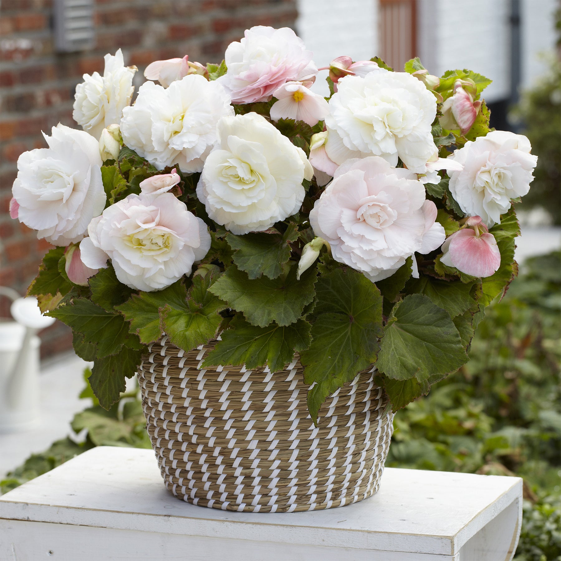 Dubbele witte begonia's (x5) - Begonia superba White - Willemse