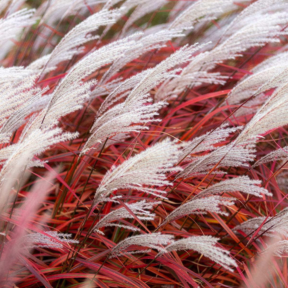 Miscanthus - Chinees riet - Prachtriet Lady in Red - Miscanthus sinensis Lady in Red