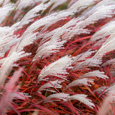 Miscanthus - Chinees riet - Prachtriet Lady in Red - Miscanthus sinensis Lady in Red