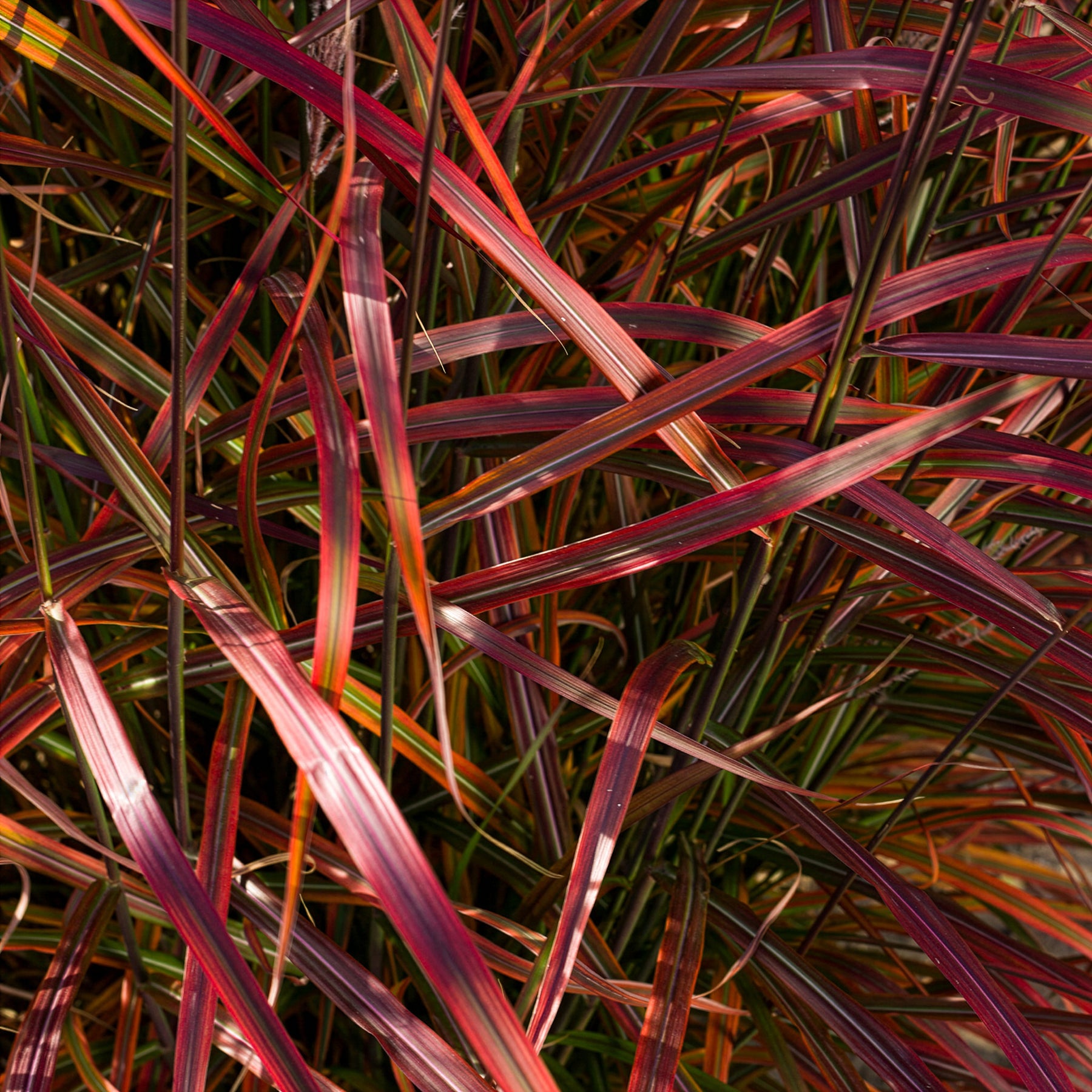 Prachtriet Lady in Red - Miscanthus sinensis Lady in Red - Willemse
