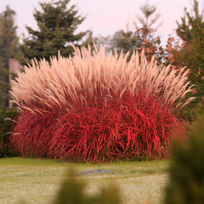 Miscanthus sinensis Lady in Red - Prachtriet Lady in Red - Miscanthus - Chinees riet