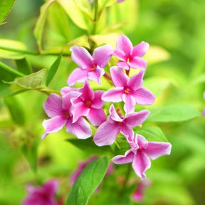 Jasminum x stephanense Starry Summer Scent - Roze Jasmijn Summer Scent - Sterjasmijn - Trachelospermum
