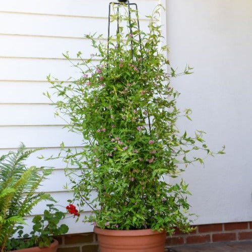 Roze Jasmijn Summer Scent - Willemse