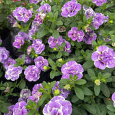 Calibrachoa Dubbel Loopy Lavendel - Willemse