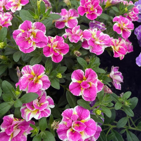 Calibrachoa Dubbel Loopy Roze - Calibrachoa Double Loopy Pink - Willemse