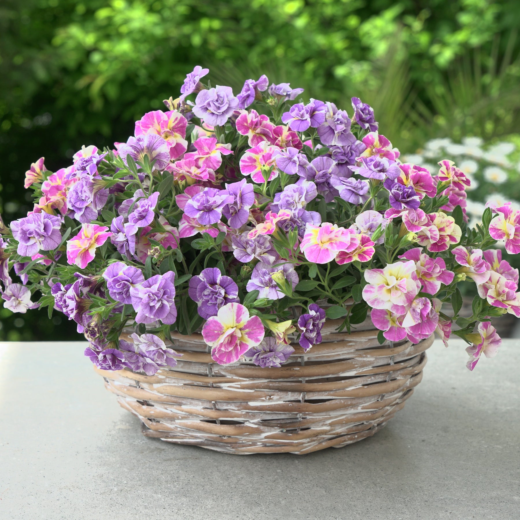 Calibrachoa Dubbel Loopy Lavendel + Roze - Calibrachoa Double Loopy Lavender + Pink - Willemse