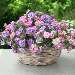 Calibrachoa Dubbel Loopy Lavendel + Roze - Calibrachoa Double Loopy Lavender + Pink - Willemse