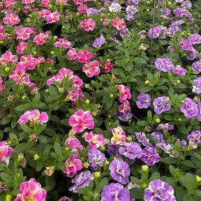 Calibrachoa Dubbel Loopy Lavendel + Roze - Willemse