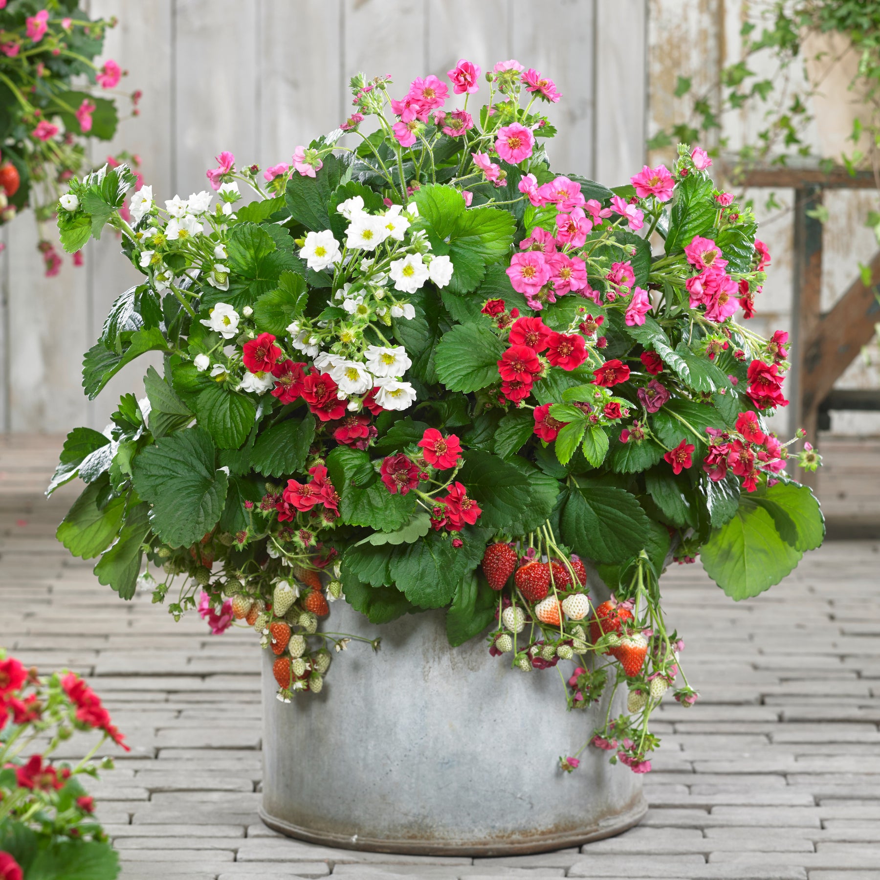 Fragaria Summer Breeze (rood, roze + wit) - Fragaria Summer Breeze (red, pink + white) - Willemse