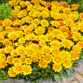 Balkon- en terrasbloemen - Gazania Suncarpet® - Gazania Suncarpet®
