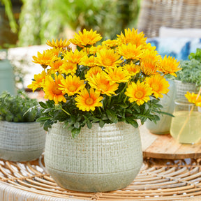Gazania Suncarpet® - Gazania Suncarpet® - Balkon- en terrasbloemen