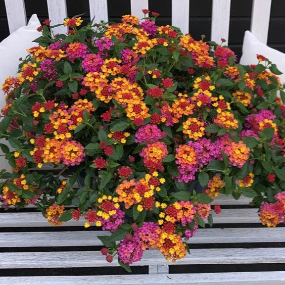 Verkoop 3 Lantana Passievrucht - Lantana Passionfruit