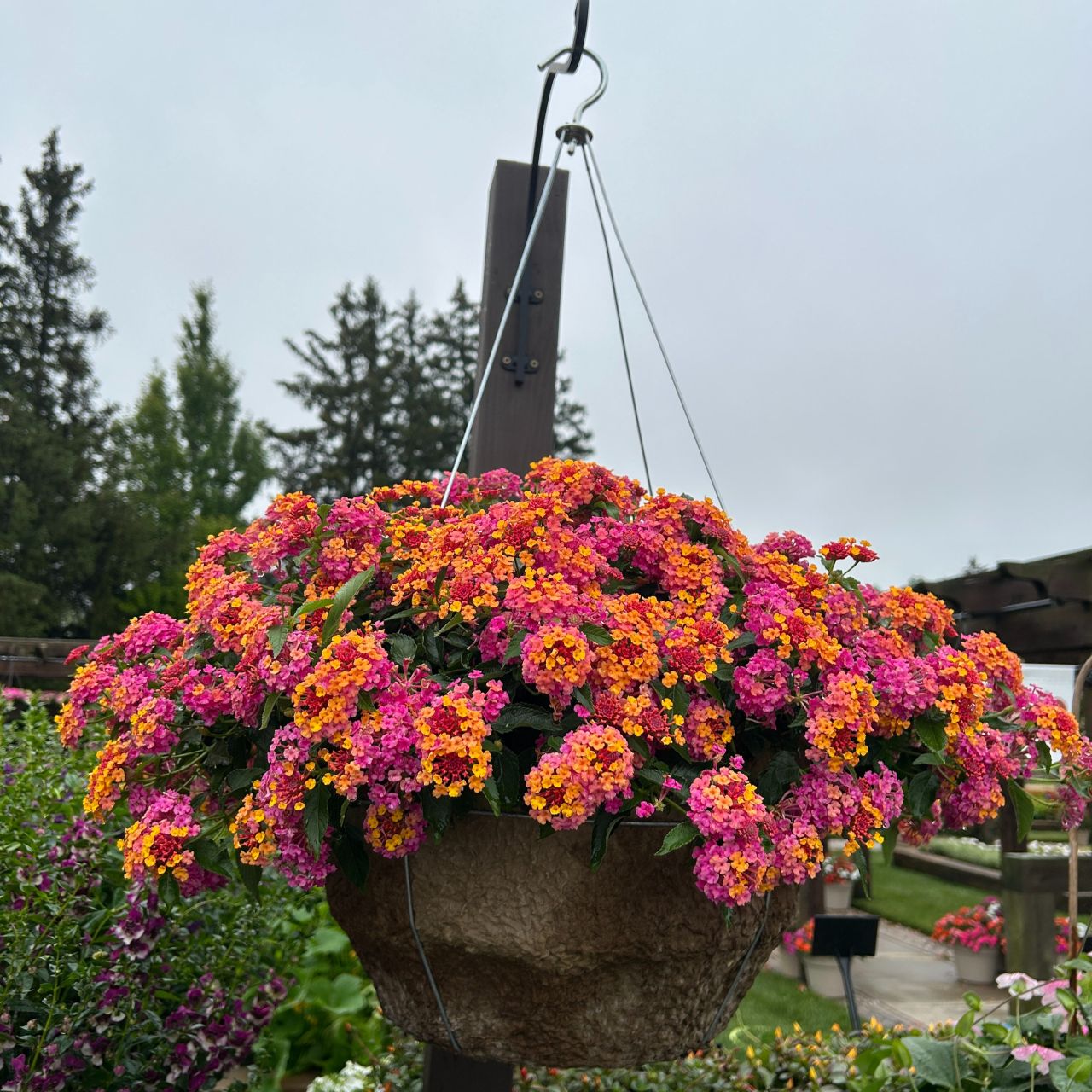 Lantana Passionfruit - 3 Lantana Passievrucht - Balkon- en terrasbloemen