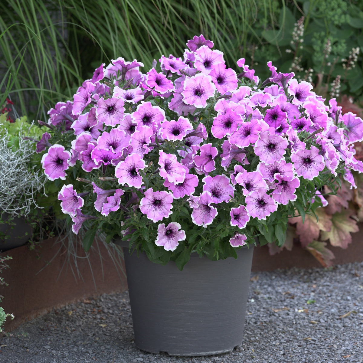 Petunia Famous Lavendel Blos