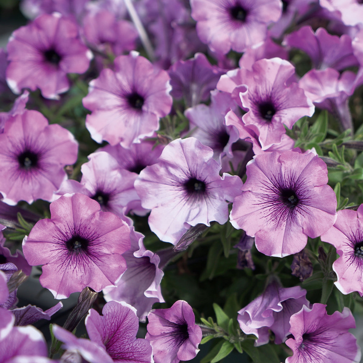 Petunia Famous Lavendel Blos
