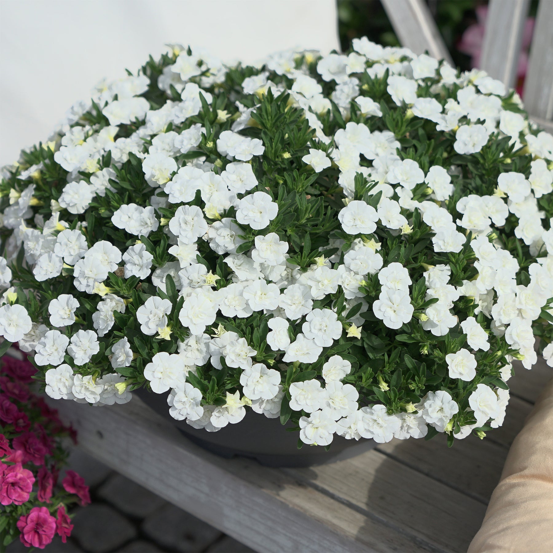 Witte dubbelbloemige mini-petunia  (x3) - Willemse