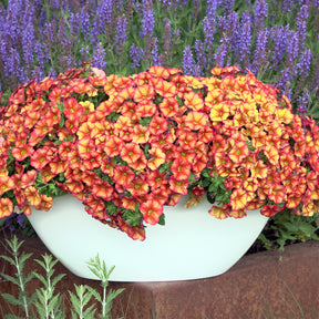 Oranje mini-petunia  (x3) - Calibrachoa hybride orange - Willemse