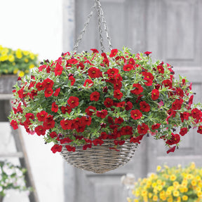 Rode mini-petunia (x3) - Calibrachoa hybride red - Willemse