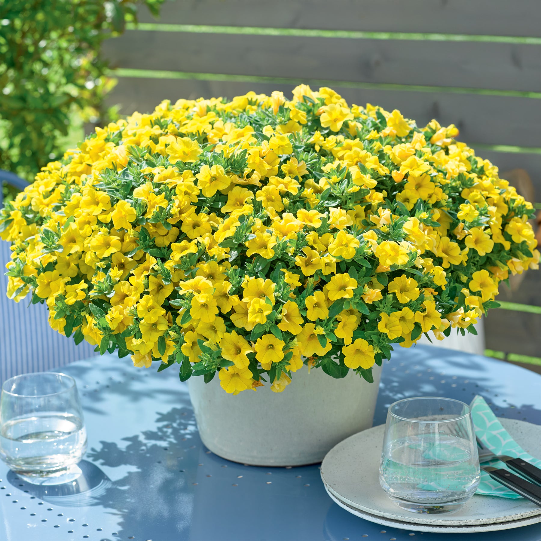 Gele mini-petunia (x3) - Calibrachoa hybride yellow - Willemse