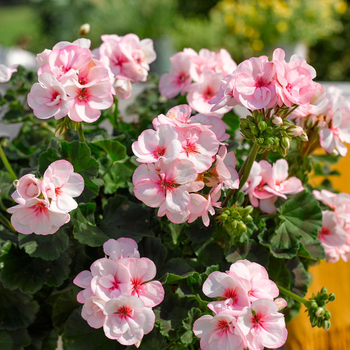 Pelargonium zonale Estelle - Geranium Estelle - Geranium - Pelargonium