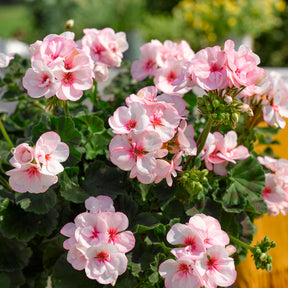 Geranium Estelle