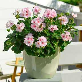 Geranium Estelle