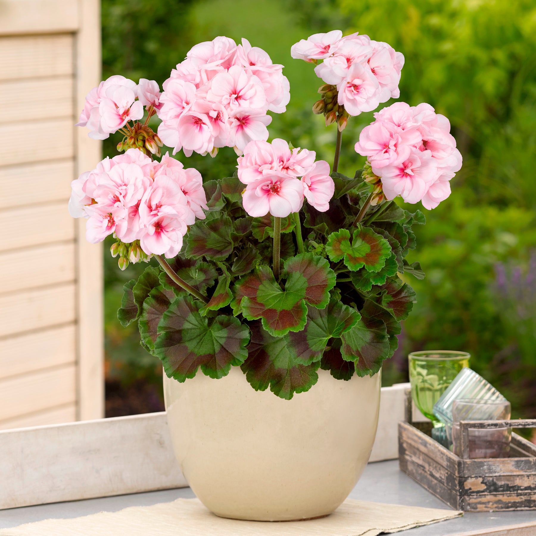 Geranium Estelle