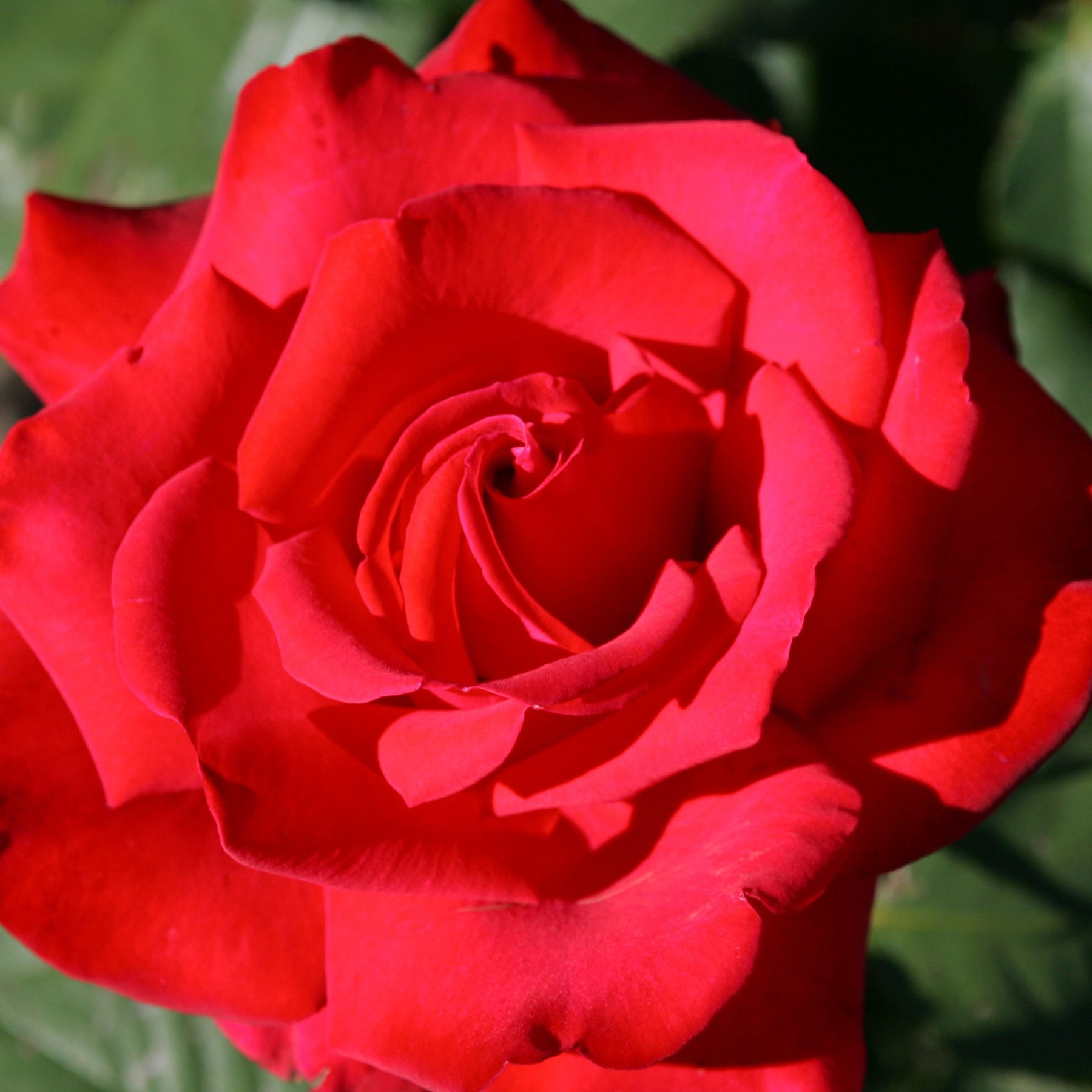 Rosa Grande Amore ® - Grootbloemige roos 'Grande Amore' - Rozen