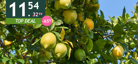 De Citroenboom 'Vulcan' is €11,54 in plaats van €32,99 alleen tot morgen!
