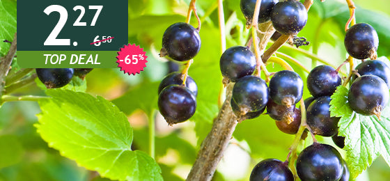 De grootvruchtige zwarte bessenboom is -65%, dus €2,27 in plaats van €6,50!