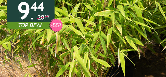 De Bamboe Fargesia rufa is €9,44 in plaats van €20,99 alleen tot morgen!