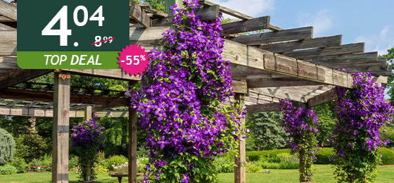 De clematis Jackmanii is −60%: 4,04 € in plaats van 8,99 €!