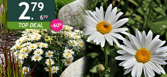 De zomermadeliefje is −60%: 2,79 € in plaats van 6,99 €!