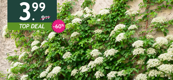 De klimhortensia is −60%: 3,99 € in plaats van 9,99 €!