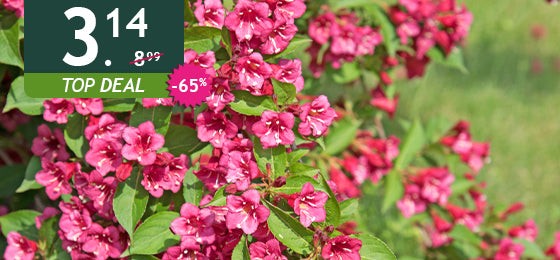 De Weigelia Bristol Ruby is −65%: 3,14 € in plaats van 8,99 €!