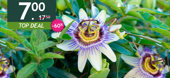 De blauwe passiebloem is −60%: 7,00 € in plaats van 17,50 € – nog maar 2 dagen!