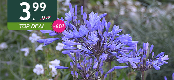 De Agapanthus Graphite® Blue is −60%: 3,99 € in plaats van 9,99 € – nog maar 2 dagen!