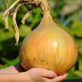 Reuzenui 'The Kelsae' - Willemse