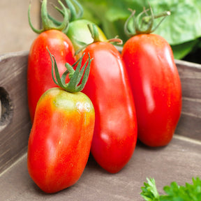 Collection 3 tomates savoureuses (coeur de boeuf, saint pierre, san m - Tomatenmix 'Coeur de Boeuf' + 'St. Pierre' + 'San Marzano' - Tomatenzaden