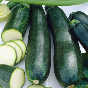 Courgette 'Black Beauty' - Willemse