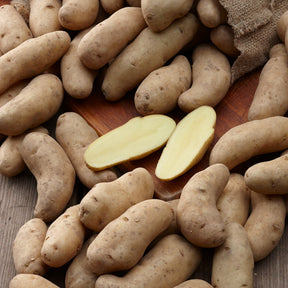 Aardappel 'Ratte' (x25) - Willemse