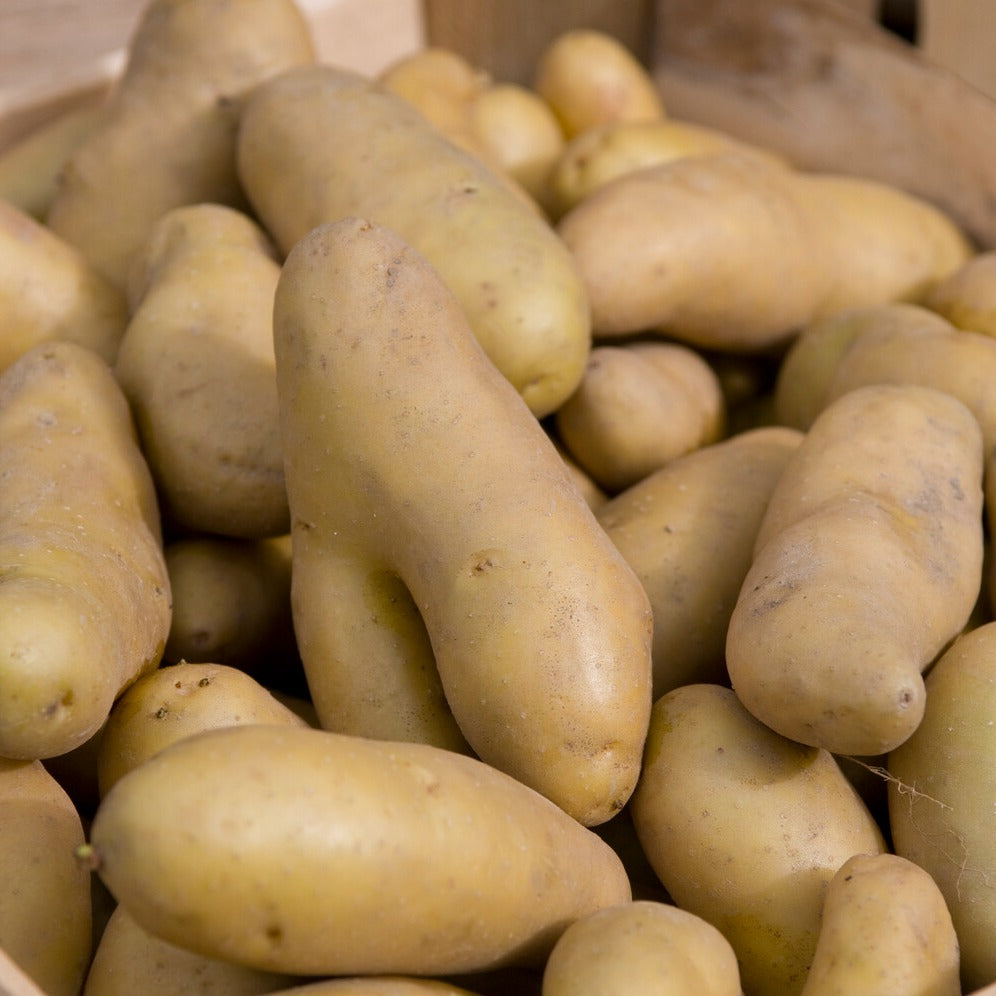 Aardappel 'Ratte' (x25) - Solanum tuberosum ratte - Willemse